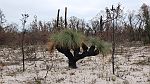 23-Superb desert vegetation